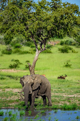 Naklejka premium The African bush elephant (Loxodonta africana) in National park Kruger in South Africa.