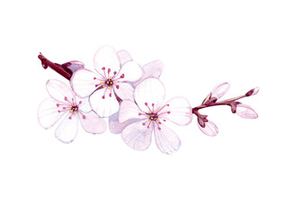 A blooming cherry branch. Watercolor illustration.