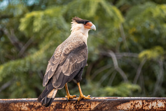 carcar&aacute; sentado observando os arredores das &aacute;rvores em Campinas, estado de s&atilde;o paulo