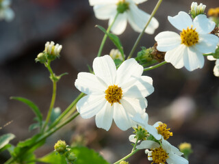Small white flowers with bright yellow stamen. Bidens Pilosa synonyms Biden Alba, common names are Shepherd's Needles, Hairy Beggarticks and Spanish Needles.