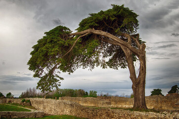 Albero piegato dal vento