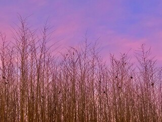 Fototapeta premium lavender field at sunset