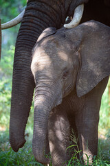 The African bush elephant (Loxodonta africana) in National park Kruger in South Africa.