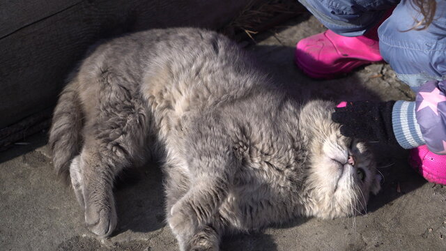 A fold-eared Scottish gray cat lies on its back and a child strokes it. Stray cat.