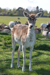 Female fallow deer is looking into camera. Other deers got together and are relaxing in the...