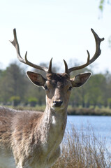 A portrait of a male fallow deer. He is looking into camera with his adorable and beautiful eyes. These beautiful creatures are just mesmerising.