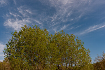 Landscapes of Molise. Glimpses of spring