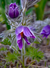 An early spring flowering plant called Pasque flower, often planted in flower beds in the city of Białystok in Podlasie, Poland.
