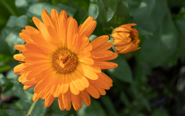 gazania orange in the garden