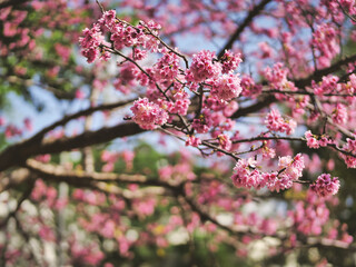 Obraz premium pink cherry blossom flowers