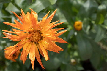 gazania orange in the garden