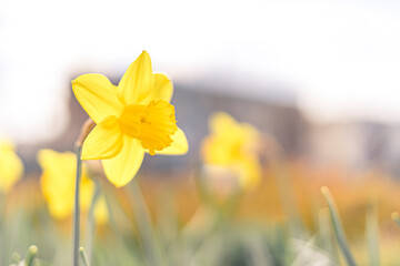 daffodils in spring