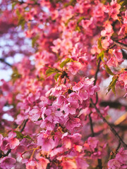 pink cherry blossom flowers
