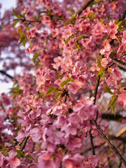 pink cherry blossom tiny flowers