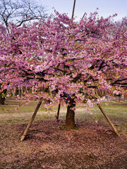 cherry blossom tree