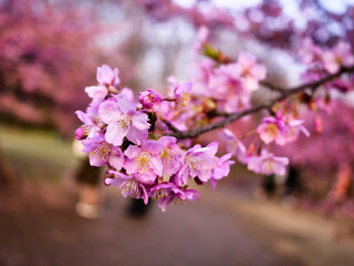 Fototapeta premium Close up of pink cherry blossom