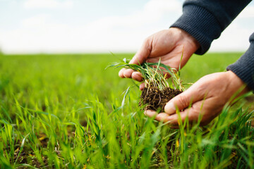Young Green wheat seedlings in the hands of a farmer. Agronomist checks and explores sprouts of...