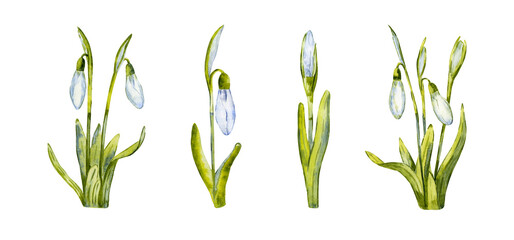 Fototapeta na wymiar Set of spring snowdrops. Hand drawn realistic flowers. Watercolor illustration isolated on white background