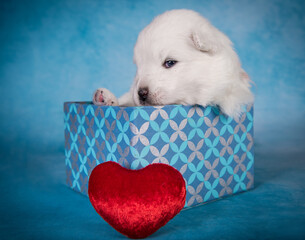 White fluffy small Samoyed puppy dog in a gift box