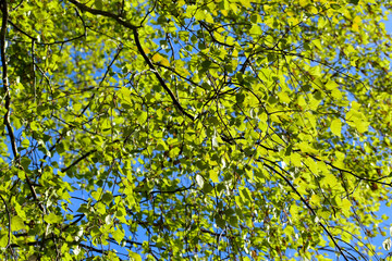 Sunlit birch leaves in the wind against the blue sky	