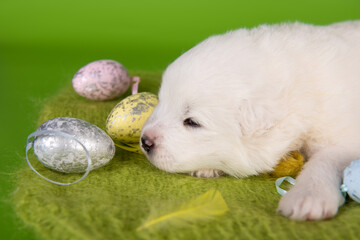 White small Samoyed puppy dog with eggs on Easter