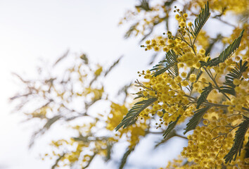 spring flowers. Tree Mimosa in the sun  background, concept  of  happy women's day.  macro and close up
