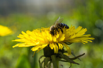 Hardworking bee collects nectar and pollinates plants.