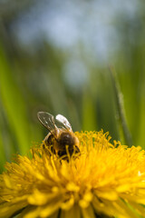Hardworking bee collects nectar and pollinates plants.
