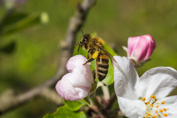 Hardworking bee collects nectar and pollinates plants.