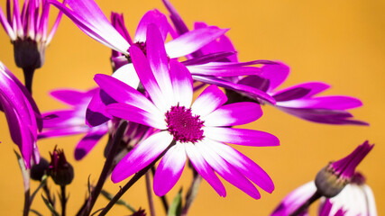 purple crocus flower on the garden