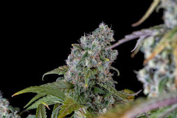 Detail of a Skunk Cannabis plant isolated on black
