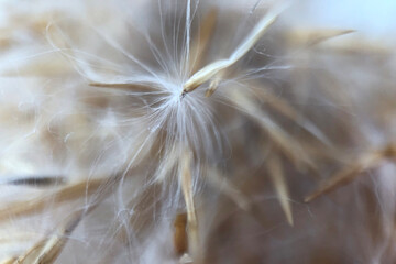 Macro image of dry fluffy pampas grass, copy space, natural background