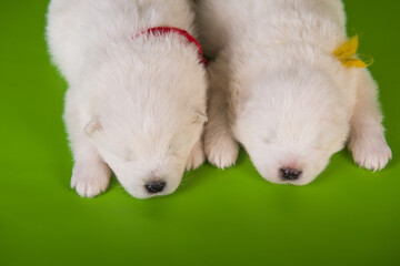 Two small one month old cute white Samoyed puppies dogs