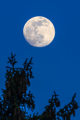 Fototapeta na wymiar A full moon over a spruce tree in a clear blue night sky