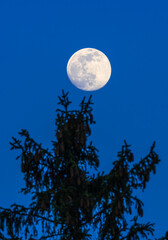 A full moon over a spruce tree in a clear blue night sky
