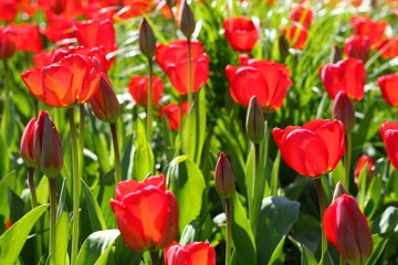 Red tulips in the Netherlands in a garden on a April day in the sunlight