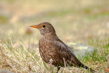 Obraz premium Blackbird, Turdus merula, in the home garden. focus on foreground