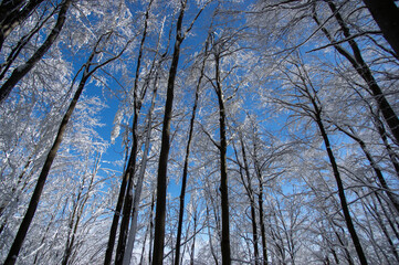 Winter forest in the Carpathian mountains