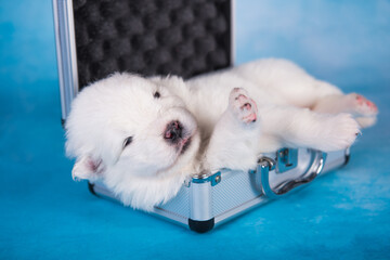 White fluffy small Samoyed puppy dog in a small suitcase