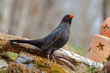 Blackbird, Turdus merula, in the home garden. focus on foreground