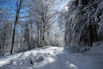 Winter forest in the Carpathian mountains