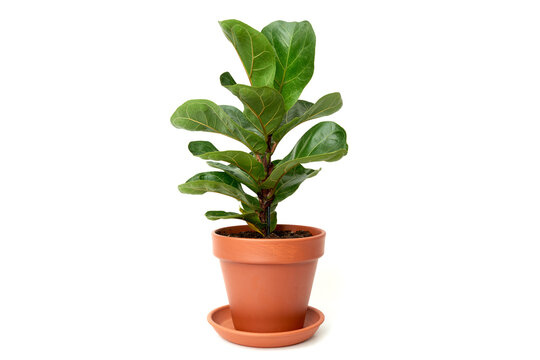 Ficus lyrata small plant fiddle-leaf fig in brown ceramic pot isolated on white background