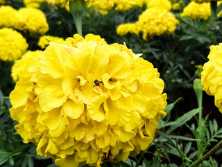 Yellow Chrysanthemum Flower