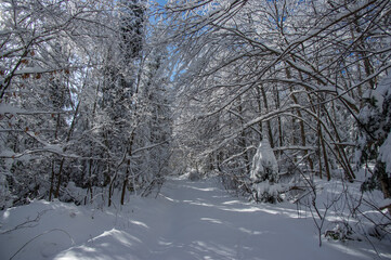 Winter forest in the Carpathian mountains