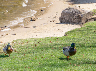 2 Mallard Ducks at the Beach