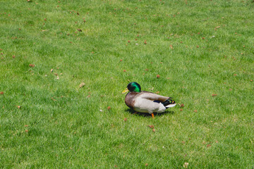 Male Mallard Duck Walking Side View