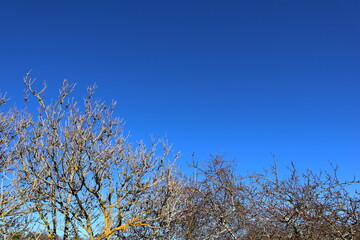 Close up of branch from at tree. Spring time, start of blossom. Nice sunny weahter outside. Close up. Clear blue sky, no clouds. Copy space for extra text. Stockholm, Sweden.