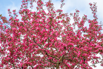 low angle view of treetops of cherry tree, blue sky as background