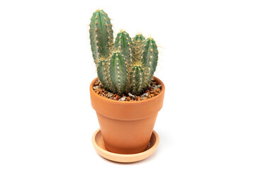 Close up green cactus Cereus in ceramic pot Isolated on white background. Concept of indoor garden home.