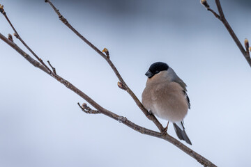 The Eurasian bullfinch, common bullfinch or bullfinch (Pyrrhula pyrrhula)